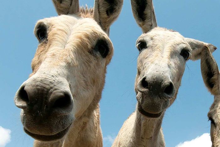 Medicine could take half of donkey population in next five year: Report